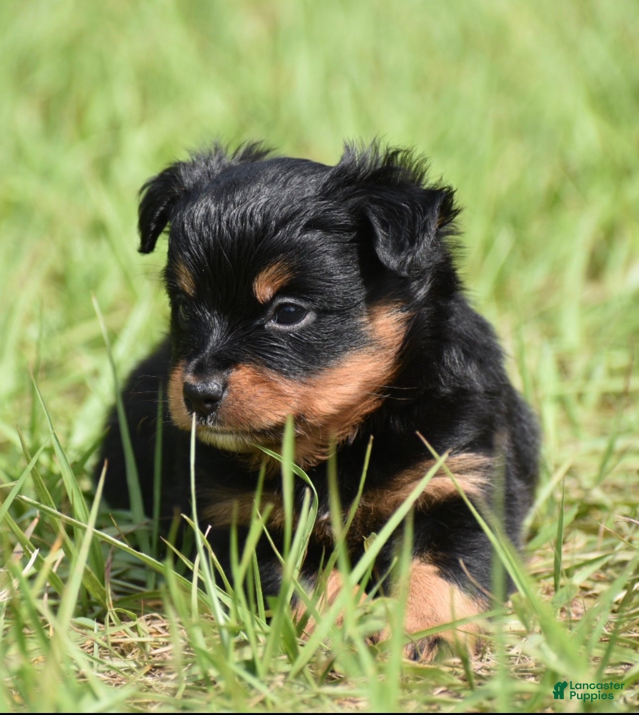 Toy Australian Shepherd dogs for sale: Toy Australian Shepherd Puppy 4 - Ad 4