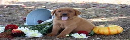Labrador Retriever dogs for sale: Rusty - Ad 2