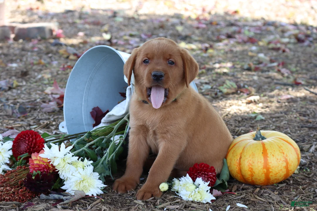 Labrador Retriever dogs for sale: Rusty - Ad 2