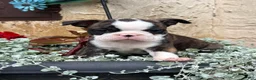 Boston Terrier dogs for sale: Kathi - Ad 15