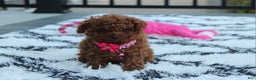 Toy Poodle dogs for sale: Bella - Ad 4