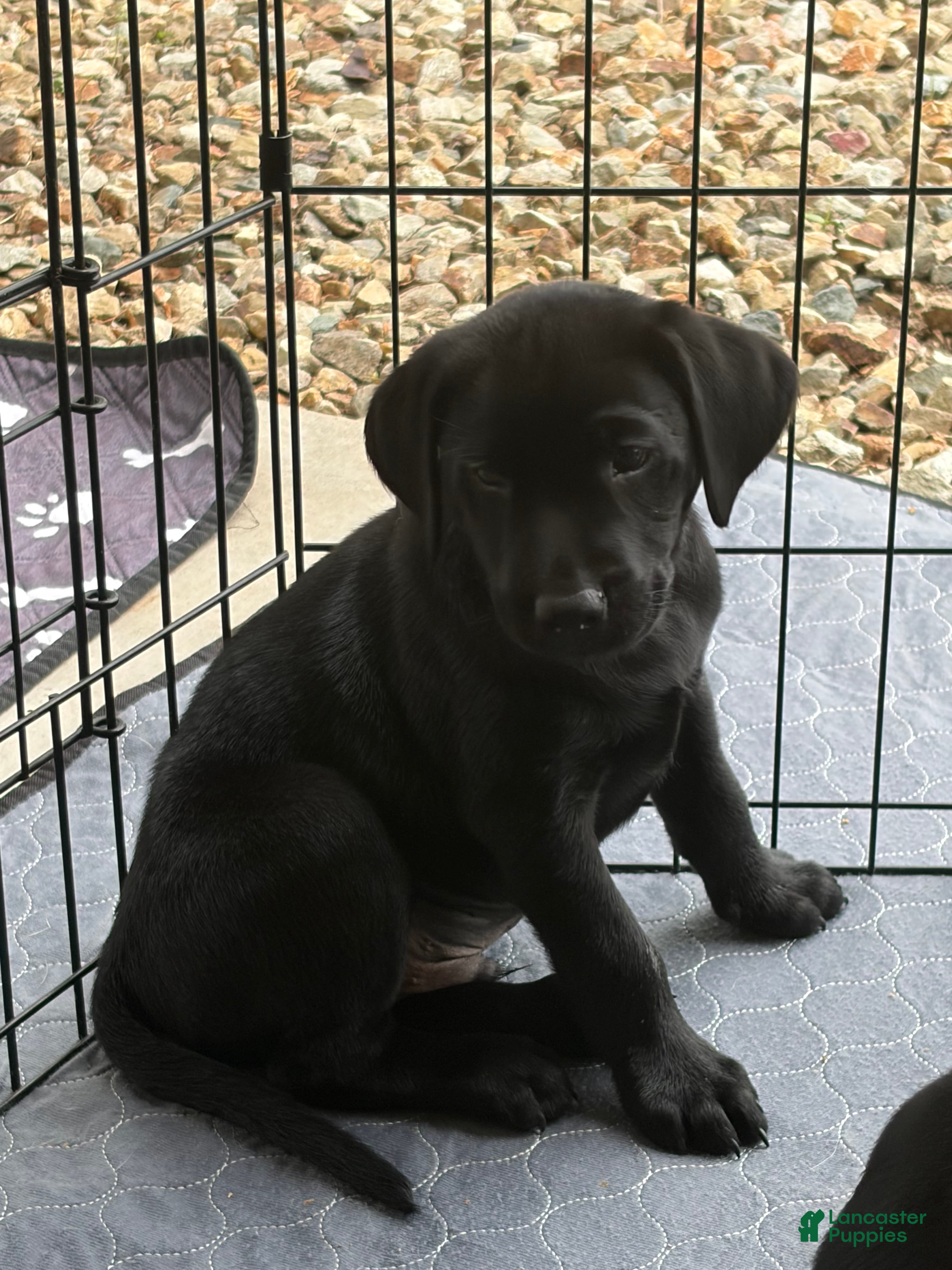 Labrador Retriever dogs Labrador Retriever 3 - Ad 6