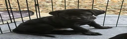 Labrador Retriever dogs for sale: Labrador Retriever 3 - Ad 1