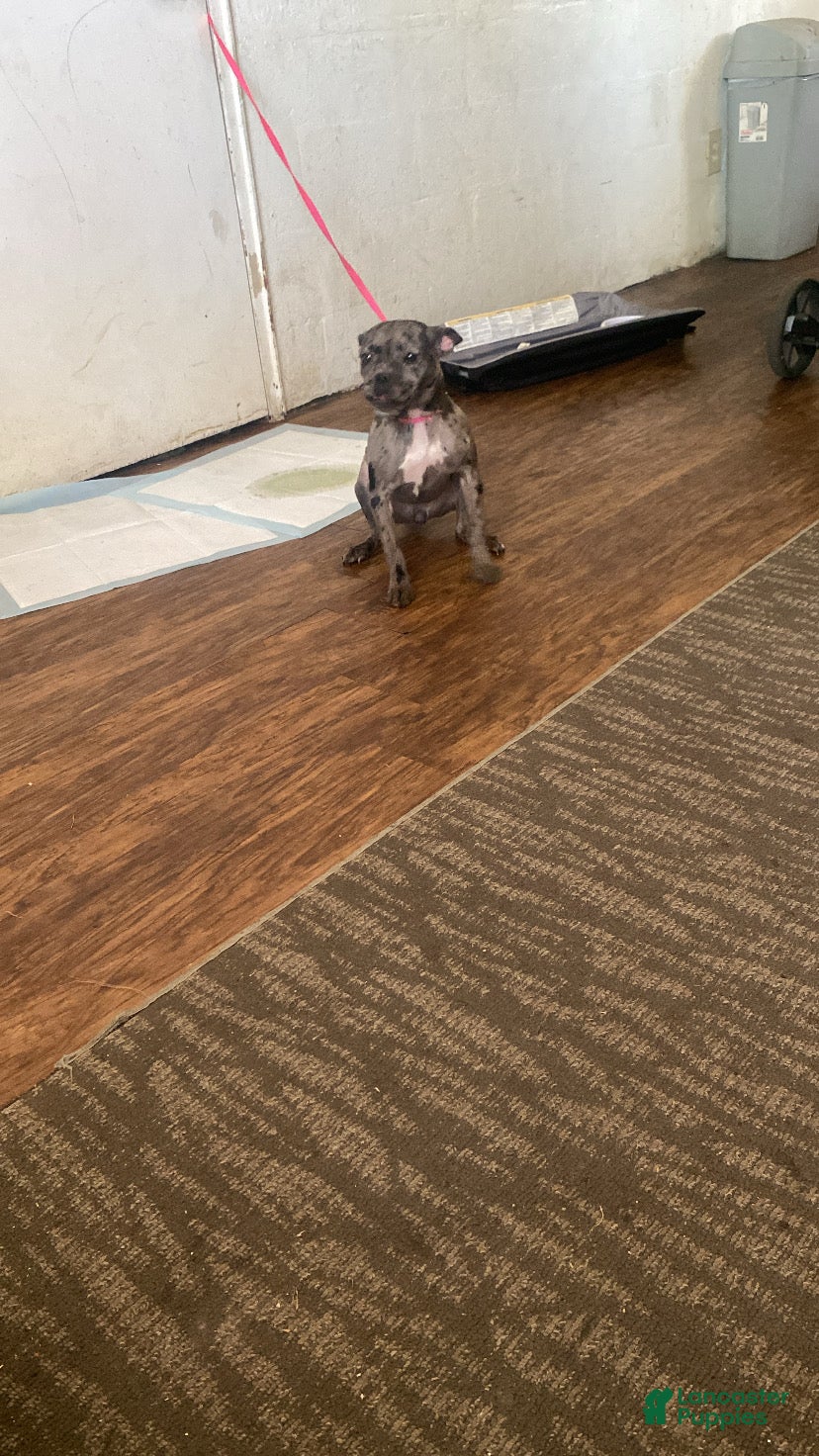 Mixed Breed dogs Mixed Breed Puppy 1 - Ad 10
