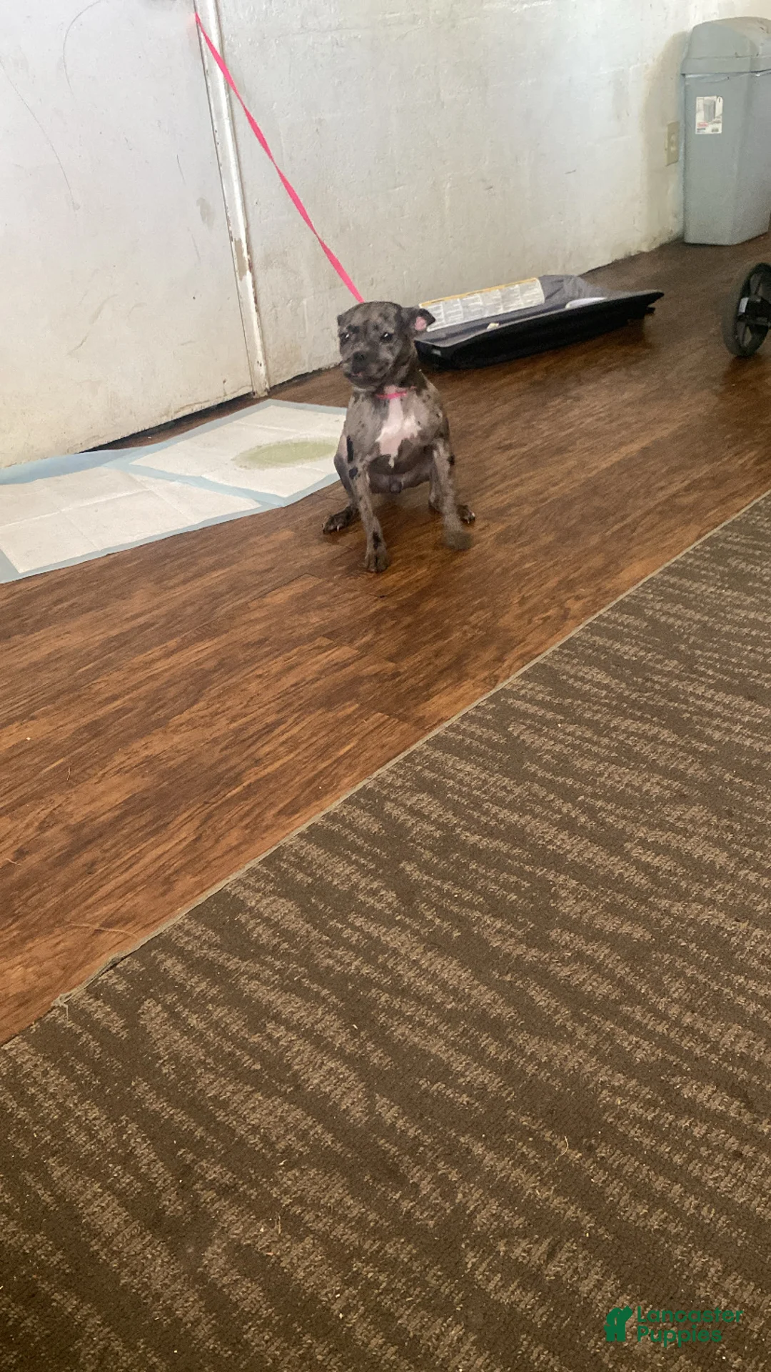 Mixed Breed dogs for sale: Mixed Breed Puppy 1 - Ad 1