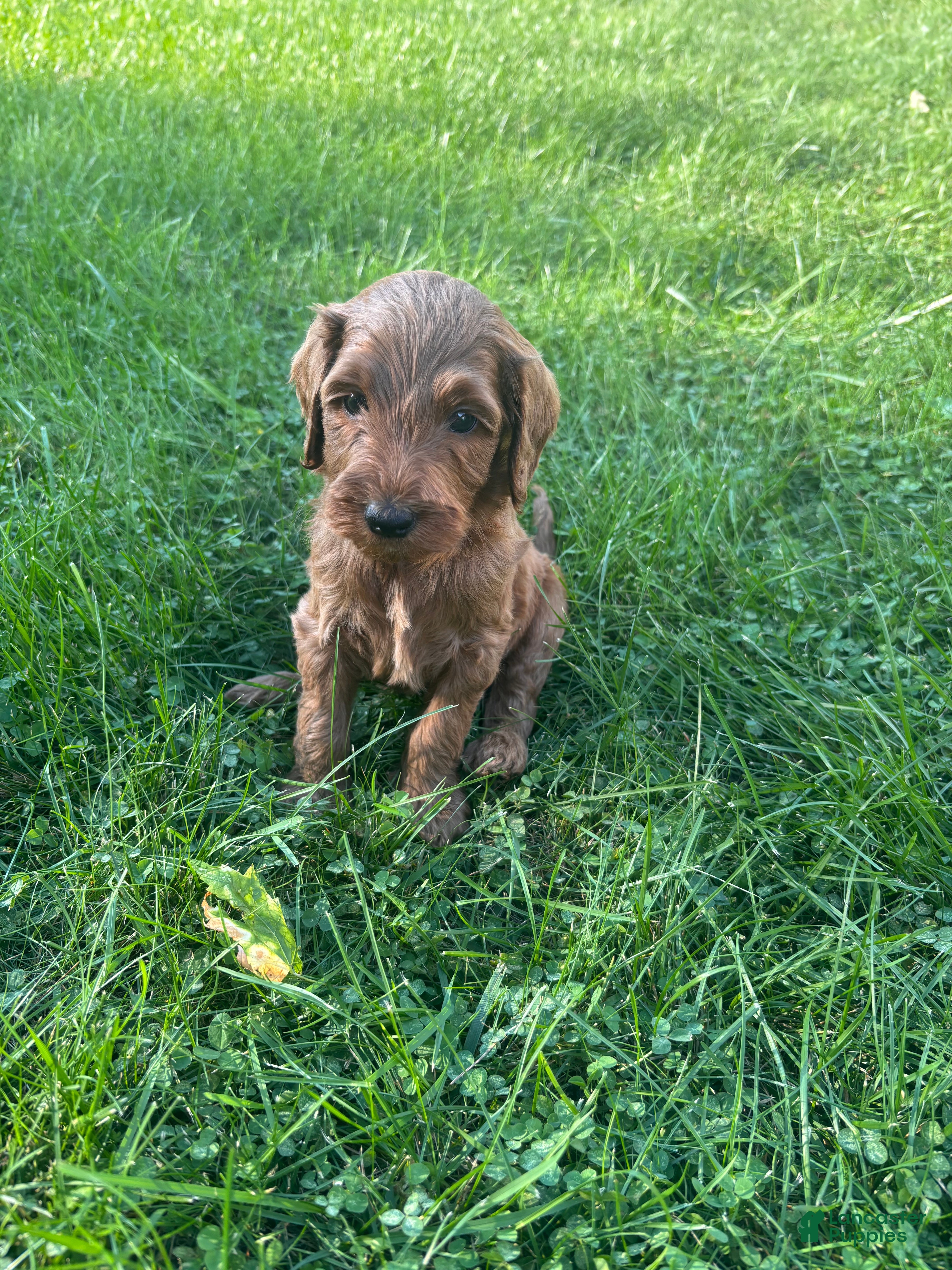 Mini Goldendoodle dogs Navy - Ad 6