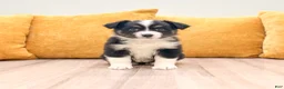Miniature Australian Shepherd dogs for sale: Daisy - Ad 1