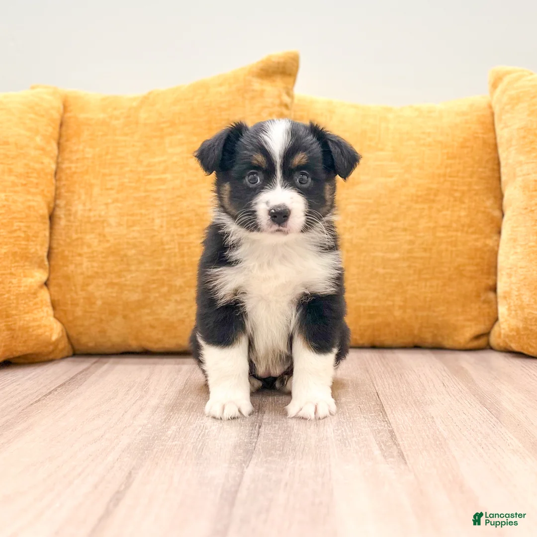 Miniature Australian Shepherd dogs for sale: Daisy - Ad 1
