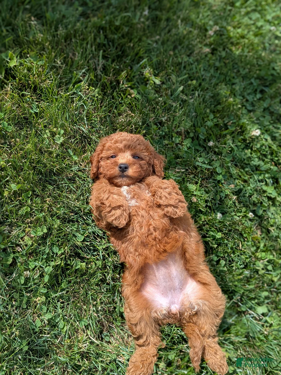 Mini Goldendoodle dogs for sale: Gianna  - Ad 2