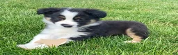 Mixed Breed dogs for sale: Blaze - Ad 4