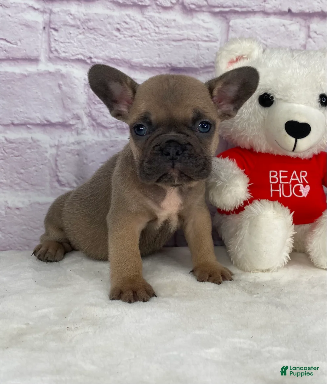 French Bulldog dogs for sale: Sady - Ad 4