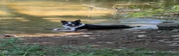 Boston Terrier dogs for sale: Polly - Ad 6