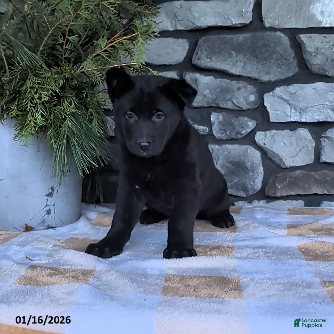 German Shepherd dogs Blackie - Ad 14