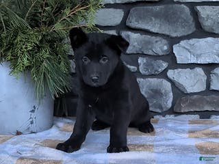 German Shepherd dogs Blackie - Ad 5