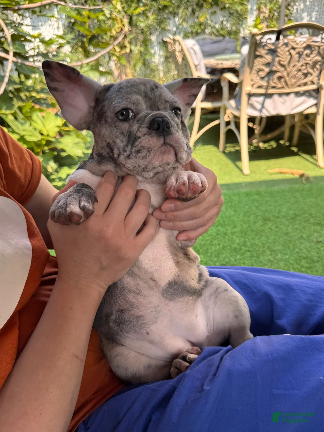 French Bulldog dogs for stud: French Bulldogs  - Ad 2