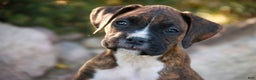 Boxer dogs for sale: Gemma - Ad 13