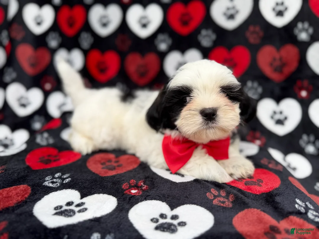Shih Tzu dogs for sale: Sebastian  - Ad 2