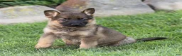German Shepherd dogs for sale: Saul German Shepherd  - Ad 4