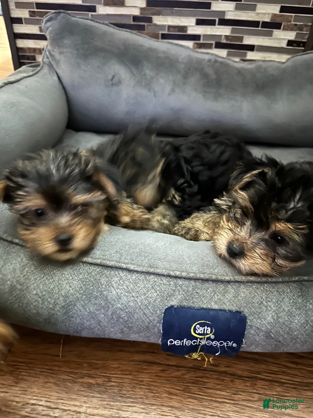 Yorkshire Terrier dogs for sale: Yorkshire Terrier Puppy female 2 - Ad 2