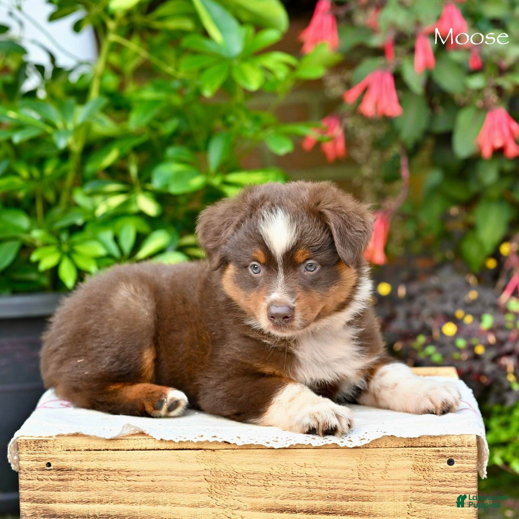 Miniature Australian Shepherd dogs Moose - Ad 2