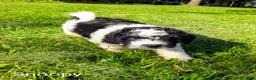 Mini Bernedoodle dogs for sale: Snoopy - Ad 7
