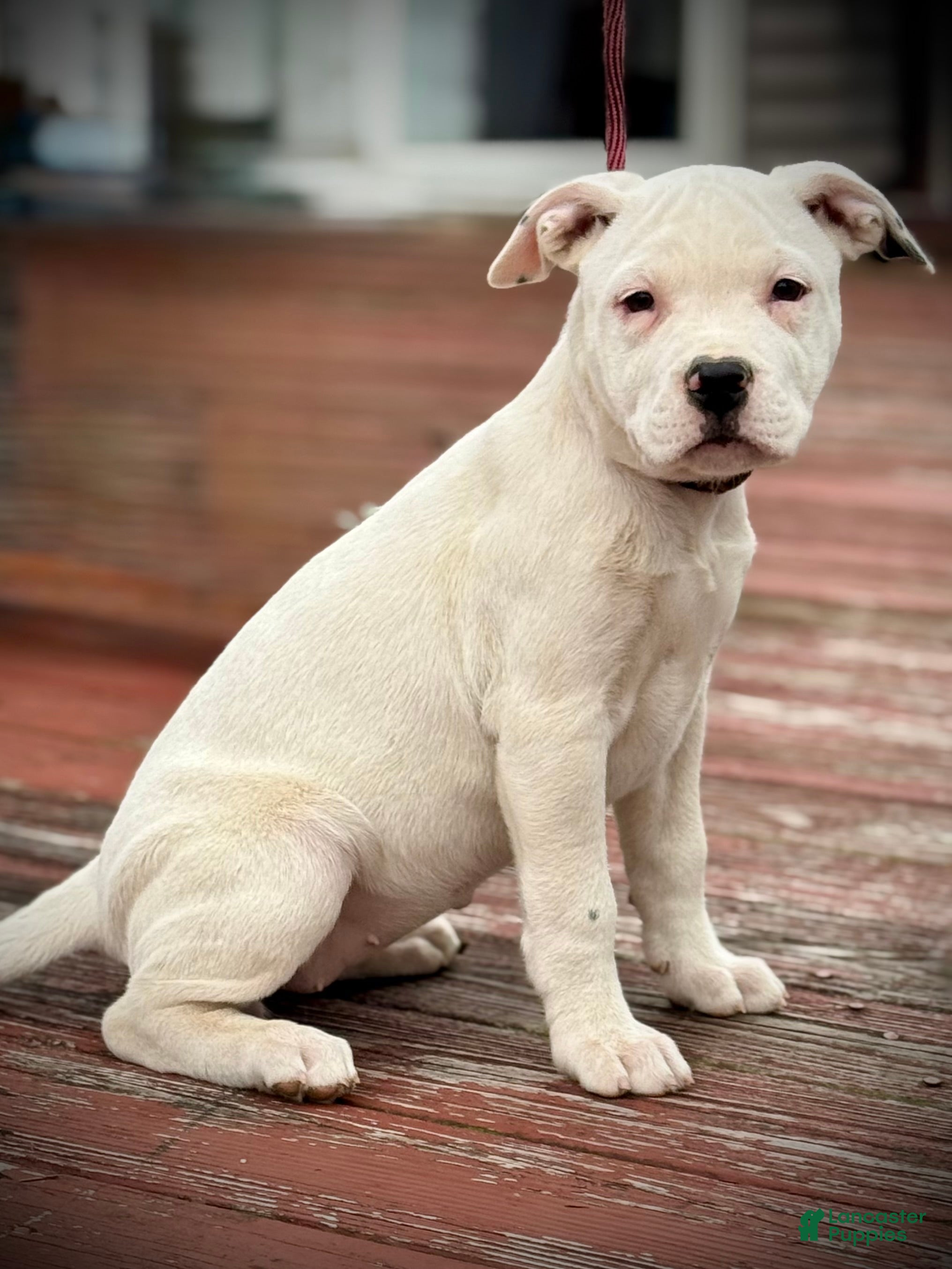 Scott American Bulldog Puppies for sale Lancaster Puppies