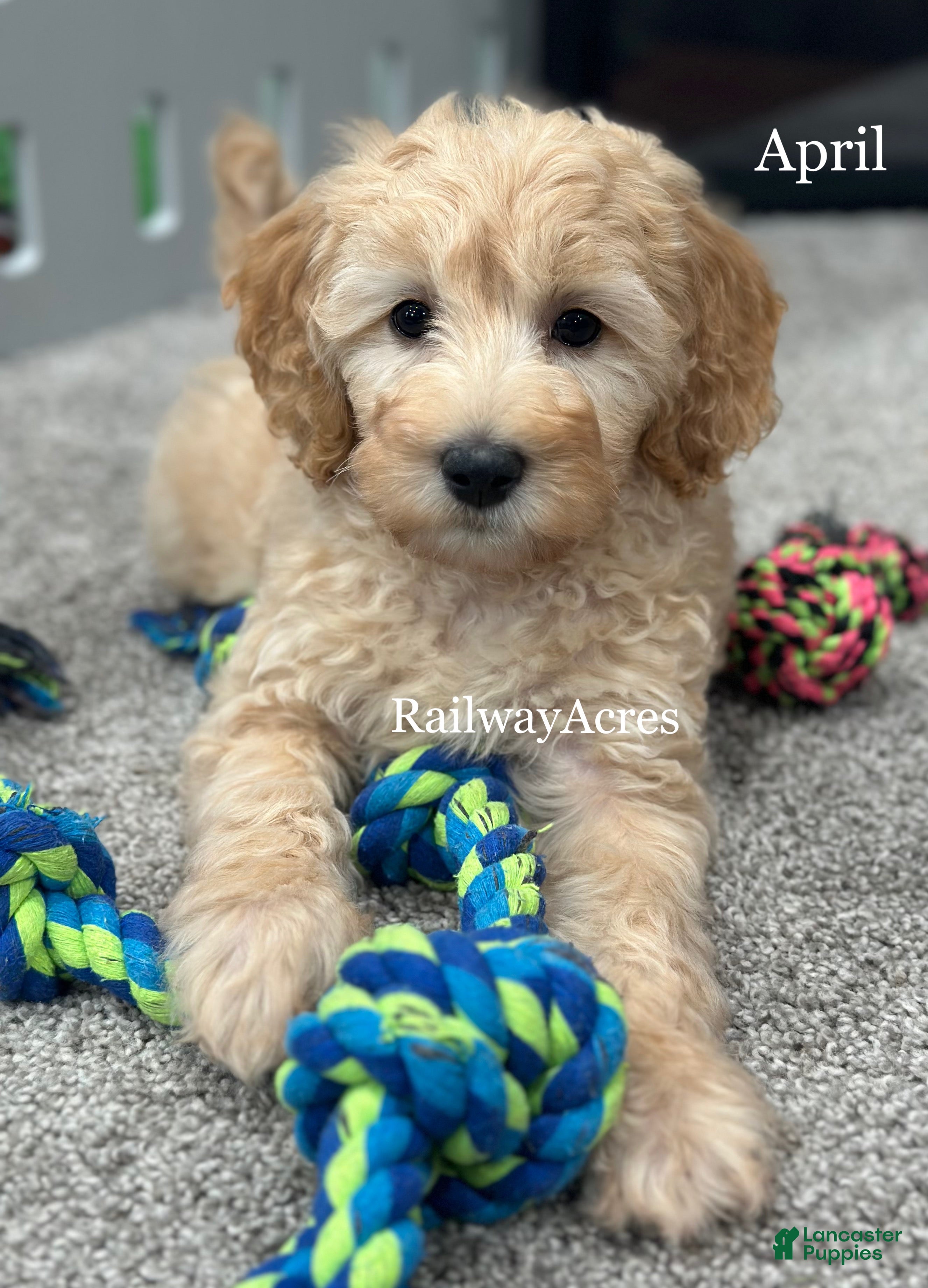 Goldendoodle dogs April - Ad 42
