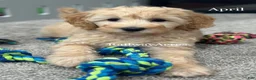 Goldendoodle dogs for sale: April - Ad 1