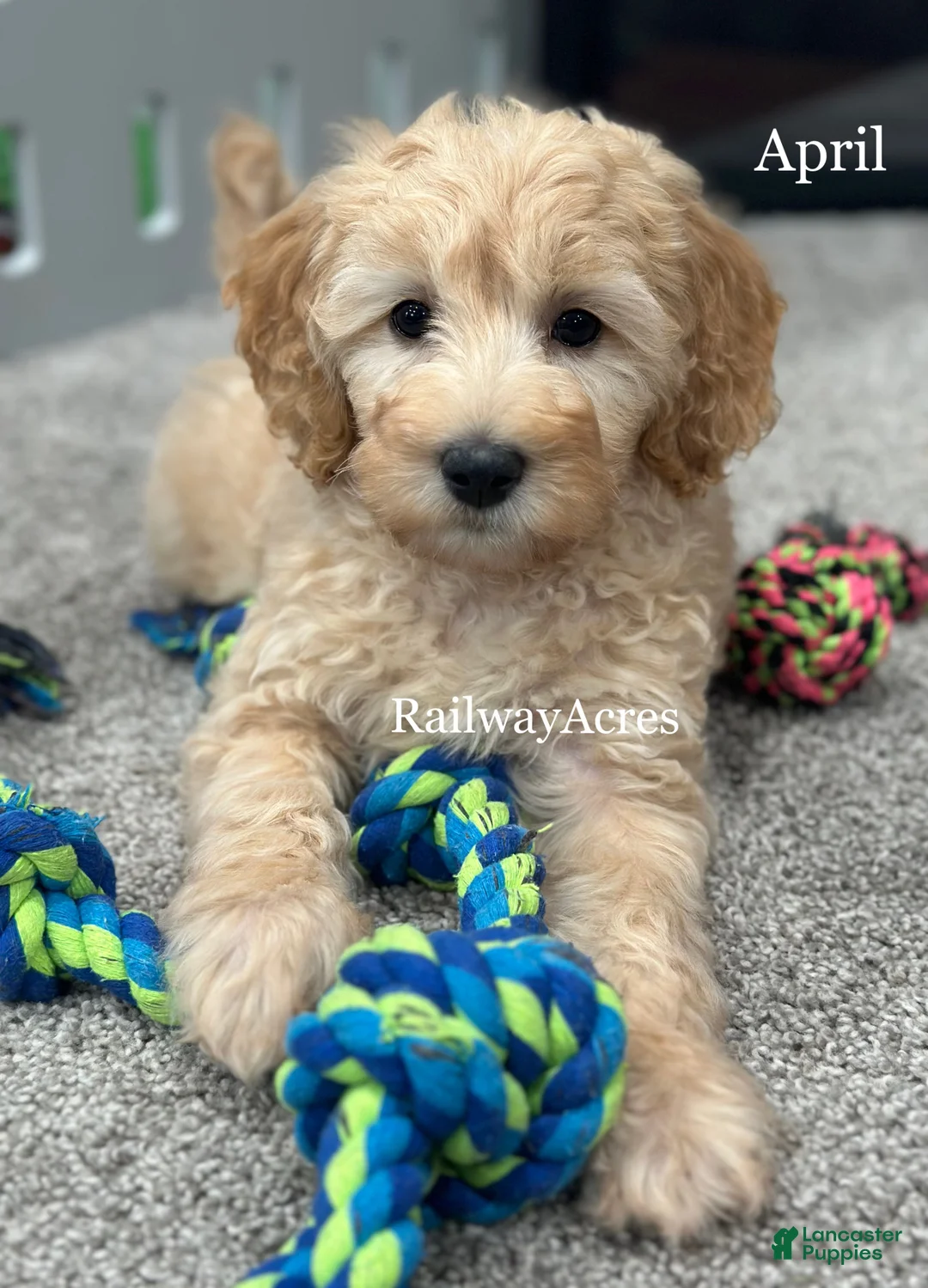 Goldendoodle dogs for sale: April - Ad 1