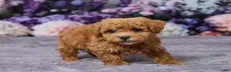 Bichpoo dogs for sale: Dodge - Ad 4