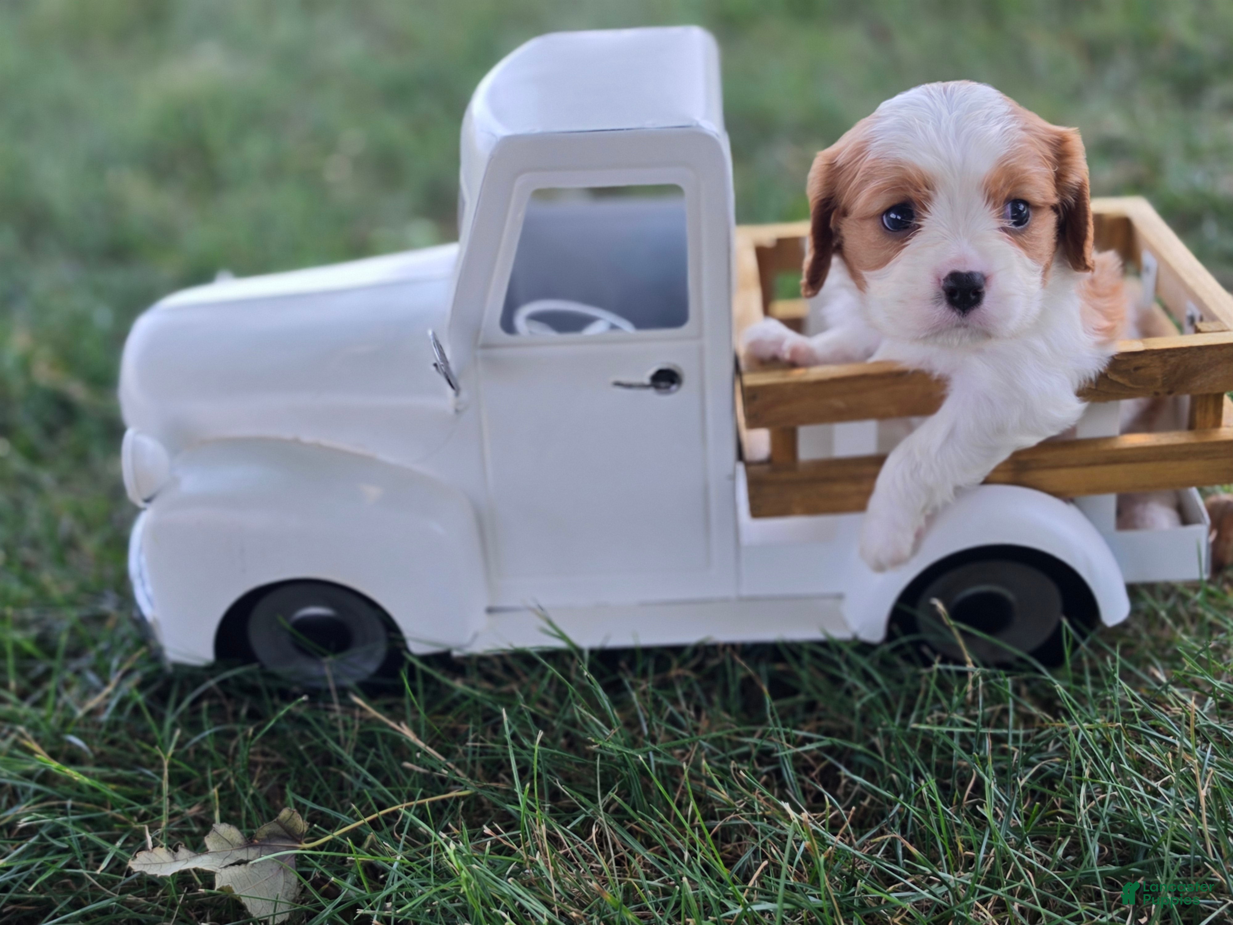 Cavalier King Charles Spaniel dogs Benji - Ad 1