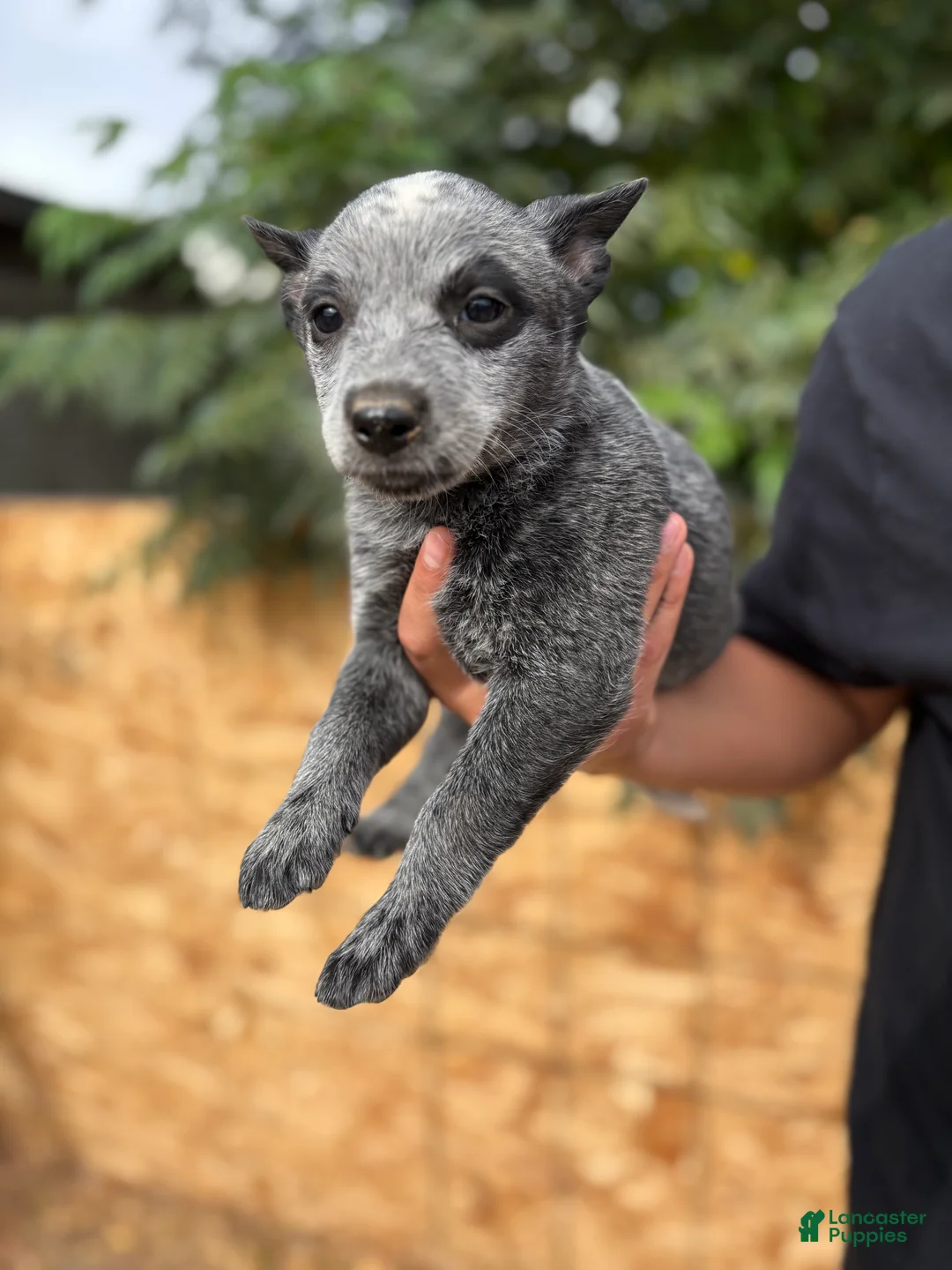 Australian Cattle Dog dogs for sale: Australian Cattle Dog 6 - Ad 2
