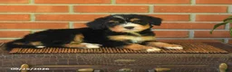 Bernedoodle dogs for sale: Baxter - Ad 4