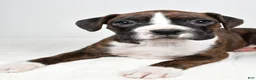 Boxer dogs for sale: Daisy - Ad 7