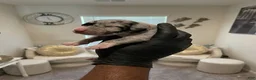 Great Dane dogs for sale: Rhythm & Soul's Heart of Soul Coco Jones - Ad 6