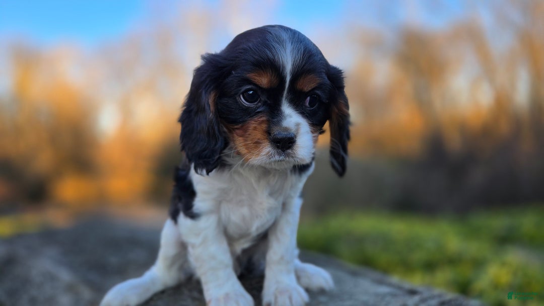 Cavalier King Charles Spaniel dogs for sale: Vivian - Ad 5