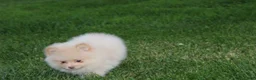 Pomeranian dogs for sale: Teddy  - Ad 10