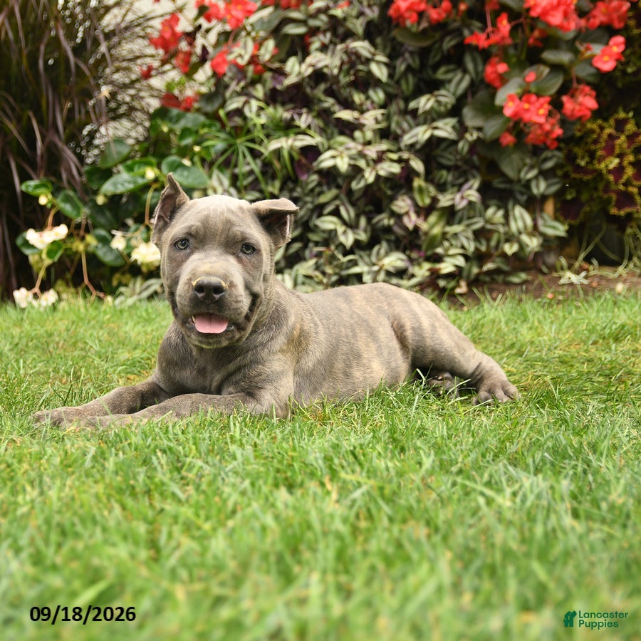 Cane Corso dogs Maverick  - Ad 2