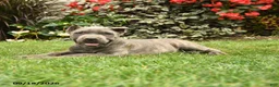 Cane Corso dogs for sale: Maverick  - Ad 2