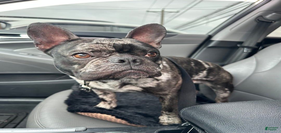 Gallery Image {{count}}