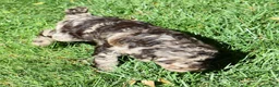 Standard Poodle dogs for sale: Standard Poodle 5 Chocolate Merle - Ad 1
