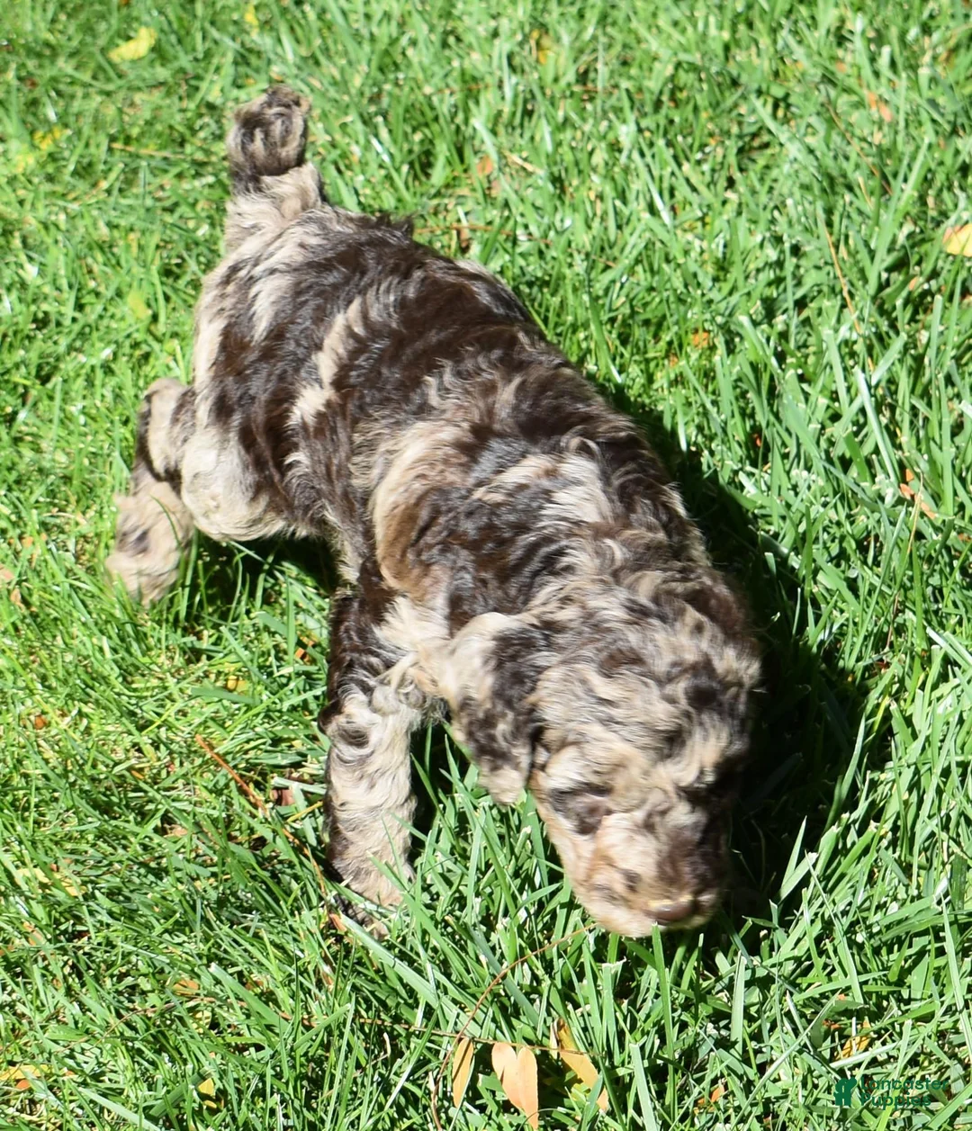 Standard Poodle dogs for sale: Standard Poodle 5 Chocolate Merle - Ad 1