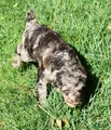 Standard Poodle 5 Chocolate Merle