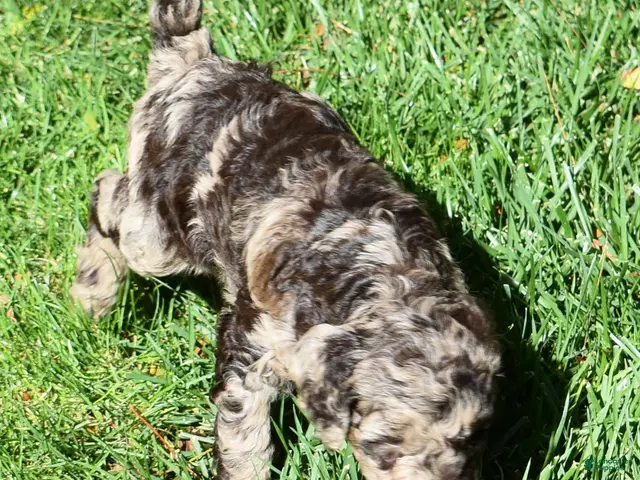 Standard Poodle dogs Standard Poodle 5 Chocolate Merle - Ad 1