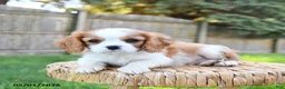 Cavalier King Charles Spaniel dogs for sale: Georgie - Ad 4