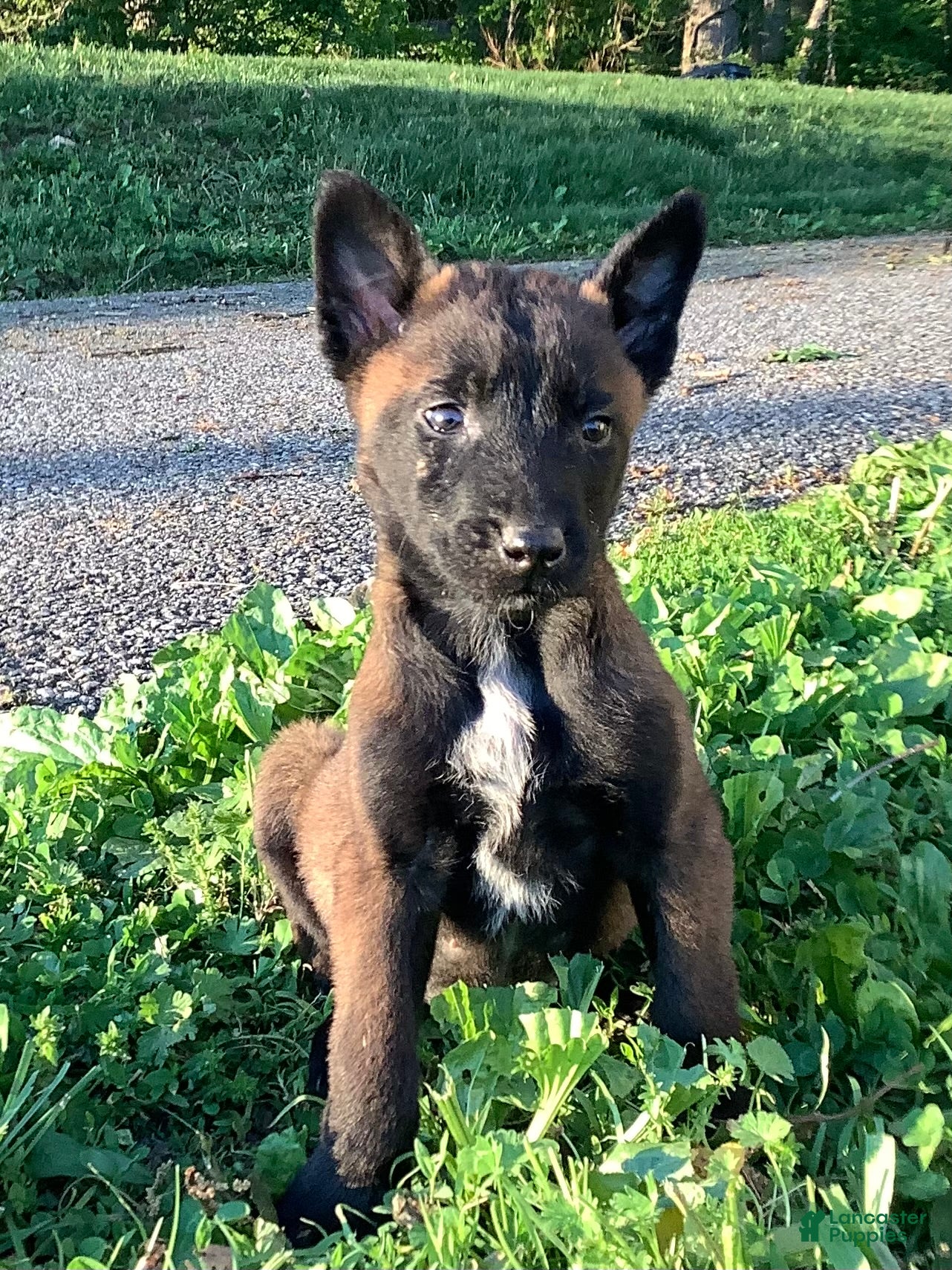 Belgian Malinois dogs Jonas - Ad 19