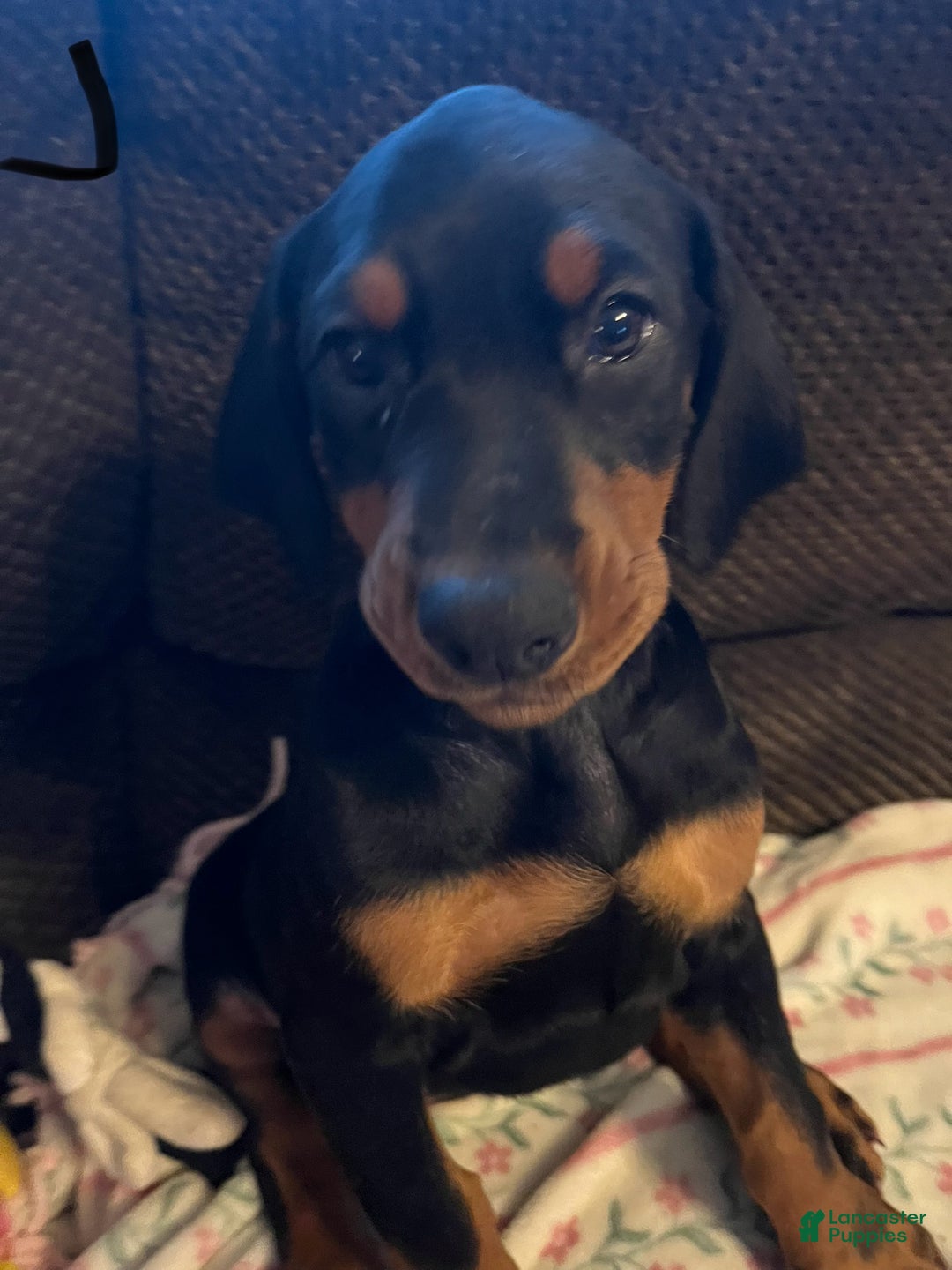 Doberman Pinscher dogs for sale: Journey - Ad 9