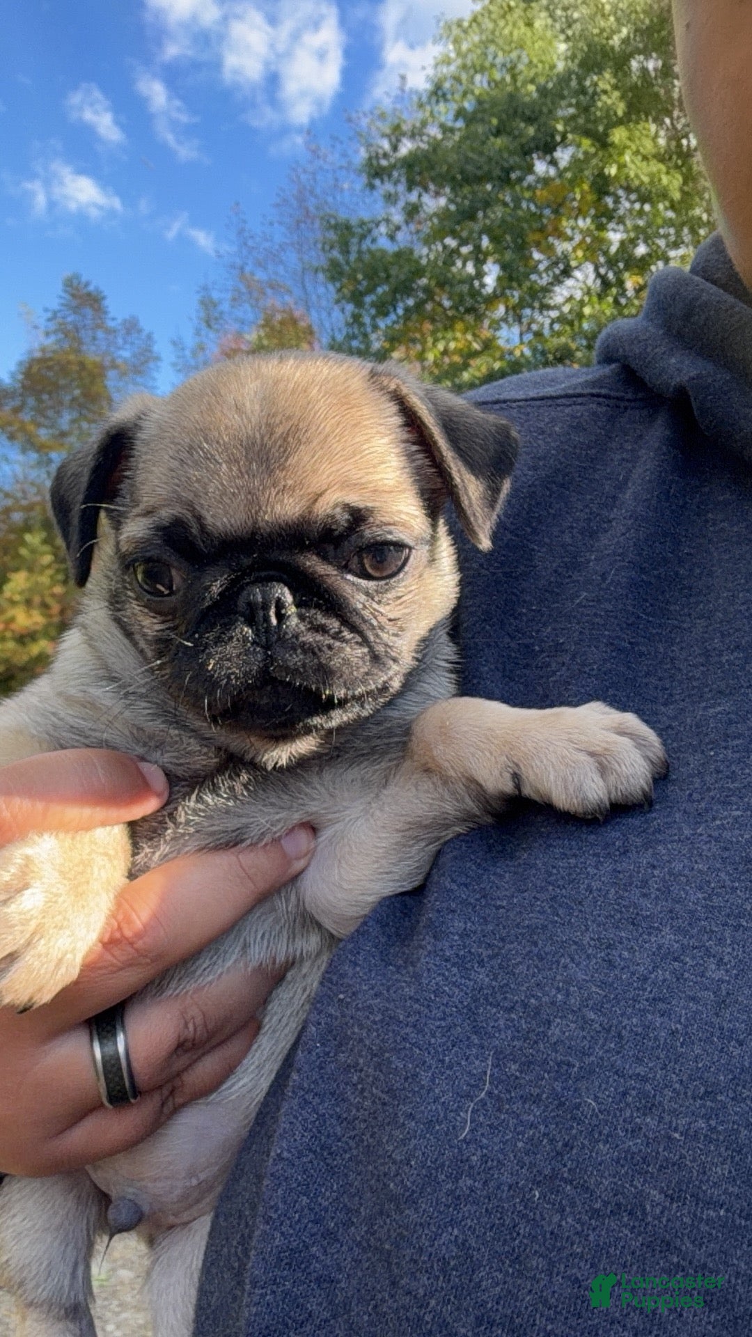 Pug dogs Milo - Ad 2