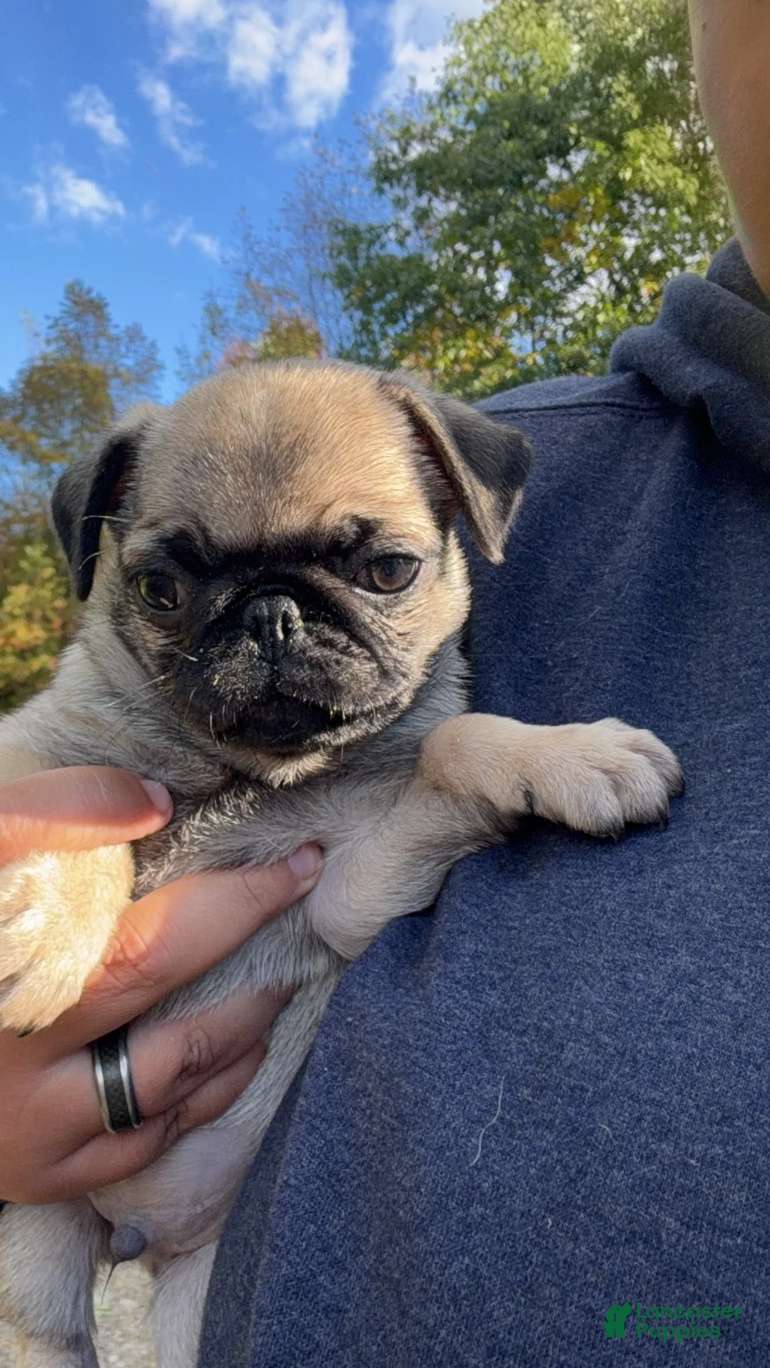 Pug dogs for sale: Milo - Ad 2