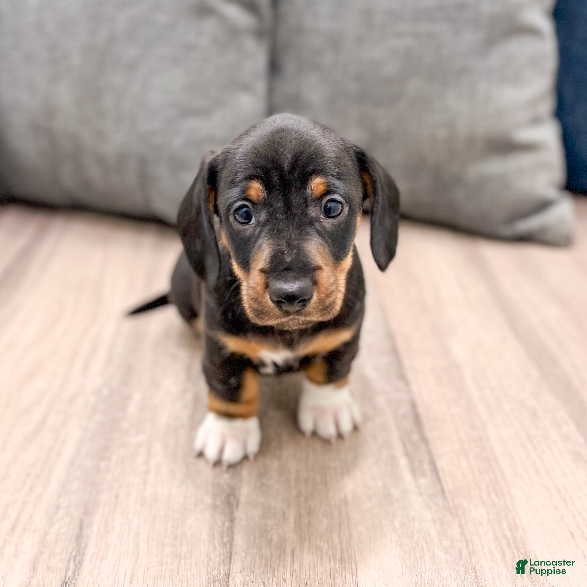 Miniature Dachshund dogs Max - Ad 2